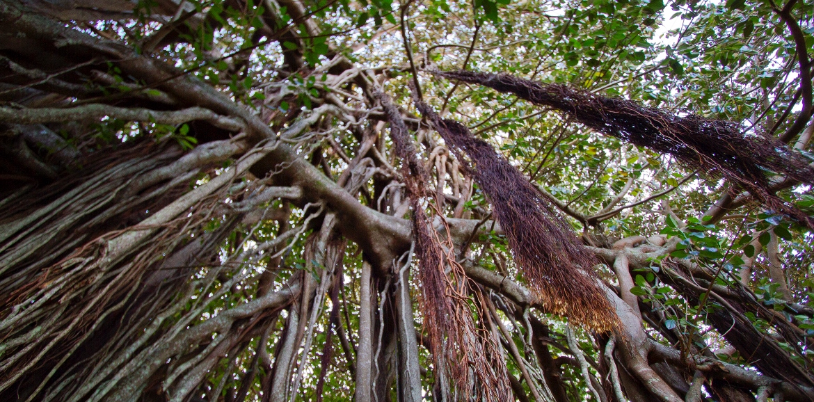 banyan tree norfolk island - castaway norfolk island