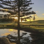 Castaway Norfolk Island - Norfolk Island Pine